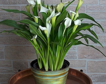 Calla Lily young starter plants ELEGANT WHITE Easy & fast to grow Hardy outdoor everlasting Perennial for garden beds borders pots tubs