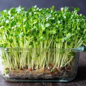 Kit di coltivazione in scatola di microgreens (broccoli). Coltivazione FACILE e VELOCE per davanzali. Coltiva la tua coltura indoor con istruzioni per verdure continue.