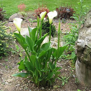 3x Calla Lily YOUNG plants Organically grown from bulb White flowers Easy care Fast growing Hardy Indoor plant HARDY outdoor perennial PLANT image 5