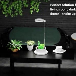 Puede incluir: Una moderna instalación de jardín interior con una pequeña planta y una lámpara de cultivo, una taza y un platillo blancos, y otras plantas en macetas sobre una mesa negra. La escena está ambientada en un interior oscuro y elegante.