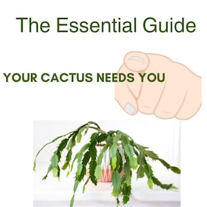 Può includere: Una guida per prendersi cura dei cactus di Natale, Pasqua e Ringraziamento. La guida include il testo "Il tuo cactus ha bisogno di te." e una foto di una pianta di cactus verde in un vaso rosa e bianco.