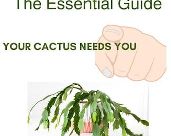 Christmas Easter & Thanksgiving Cactus THE ultimate guide to EVERYTHING this plant needs E-BOOK Download Amazing top tips essential read
