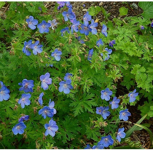 Blue Wild Geranium starter plant Well rooted young plant for garden border Hardy outdoor everlasting plant Rare bright blue flower variety
