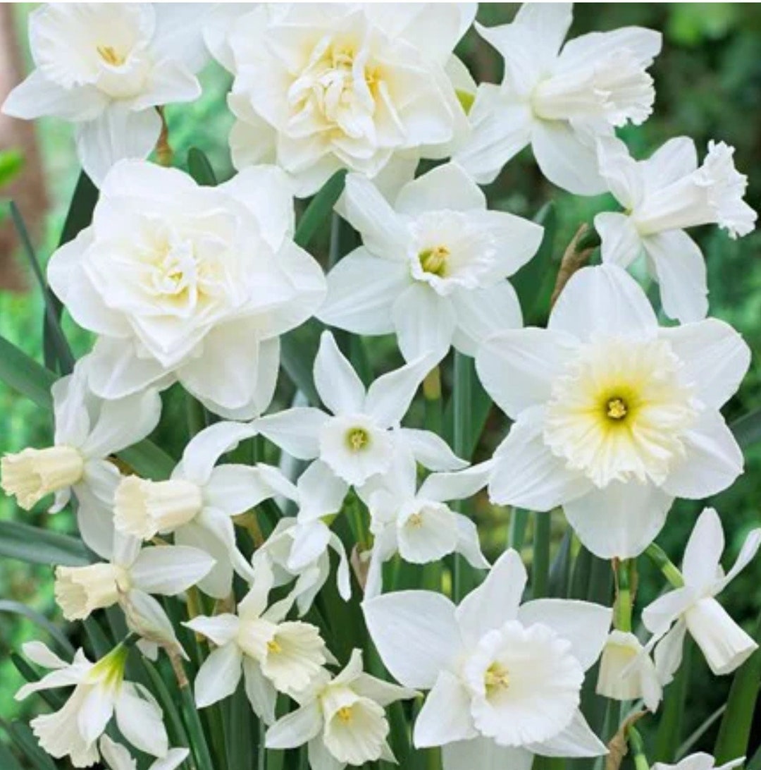 20 X Mixed WHITE Daffodil Bulbs. 4 X Elegant WHITE Varieties