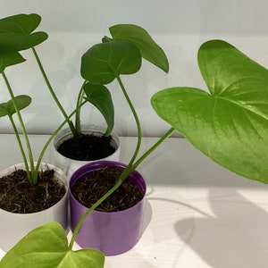 May include: Three potted plants with large, heart-shaped green leaves. The plants are in white and purple pots.