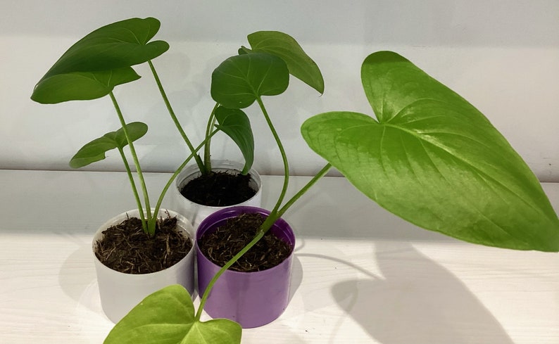 May include: Three potted plants with large, heart-shaped green leaves. The plants are in white and purple pots.