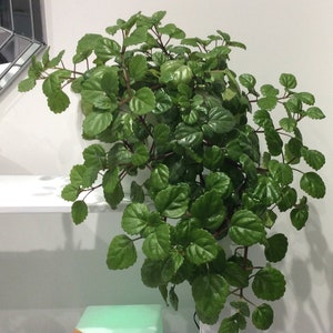dracena deremensis lemon lime Large Dracaena Lemon Lime Houseplant with Planter - Large (30