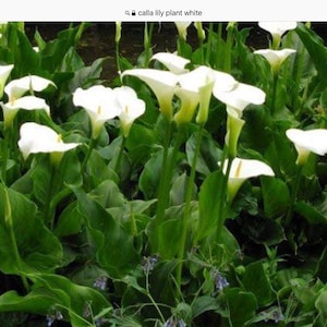 May include: A close-up of a cluster of white calla lilies growing in a lush green garden. The flowers are in various stages of bloom, with some fully open and others still in bud.
