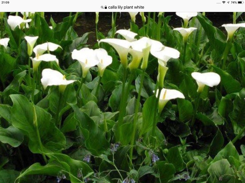 May include: A close-up of a cluster of white calla lilies growing in a lush green garden. The flowers are in various stages of bloom, with some fully open and others still in bud.