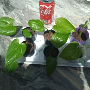 May include: Six small potted plants with heart-shaped green leaves. The plants are arranged on a white tray with a marble-like surface. A can of cola is visible in the background.