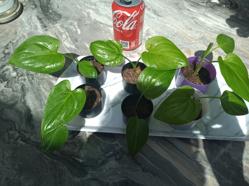 May include: Six small potted plants with heart-shaped green leaves. The plants are arranged on a white tray with a marble-like surface. A can of cola is visible in the background.