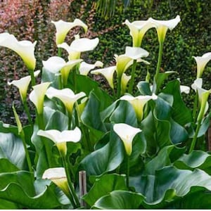5 x Calla lily Zantedeschia small bulbs Elegant white blooms. In growth stage Hardy Perennial  Garden borders beds pots tubs patio decking