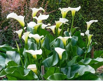 5 bulbos pequeños de cala Zantedeschia. Elegantes flores blancas. En etapa de crecimiento. Planta perenne resistente. Ideal para bordes de jardín, macizos, macetas, tinas, patios y terrazas.
