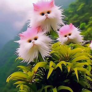 Cats Eyes Dazzle plant seeds x 10 Grow your own unusual tropical plant for garden or indoor pot SHOWSTOPPER -Plant lovers Fast Germination