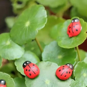 Op de afbeelding: Vijf rode en zwarte lieveheersbeestjesfiguren op groene bladeren. De lieveheersbeestjes zijn van hout en hebben zwarte stippen.