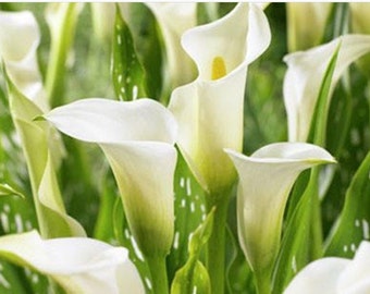 3 x Calla Lily (Zantedeschia) small bulbs in growth stage Elegant white summer blooms Cut flower Low maintenance HARDY Everlasting plant