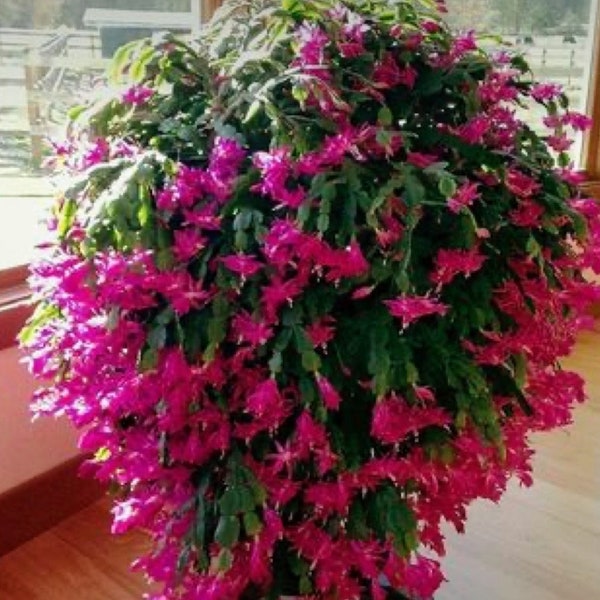 Thanksgiving Cactus PINK grow your own leaf cutting UNROOTED Low maintenance Pink flowers WINTER succulent plant hardy houseplant Easy Grow