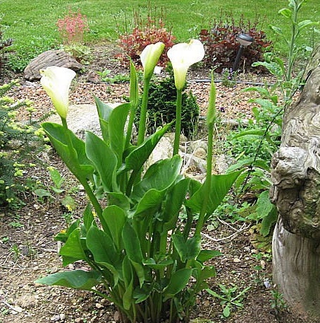 Künstliche Calla Im Topf – 43 Cm Hoch Mit 3 Weißen Blüten – Täuschend Echte Kunstblume