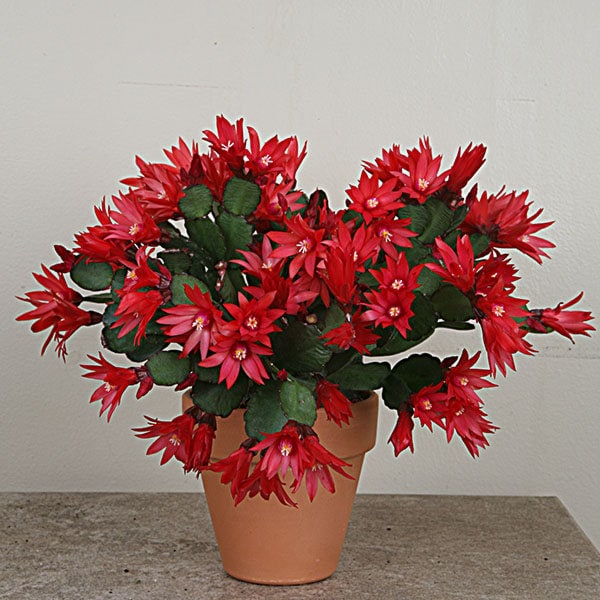 Easter Cactus Orange grow your own from leaf cutting UNROOTED Low maintenance Coral flowers Early succulent plant hardy houseplant Easy Grow