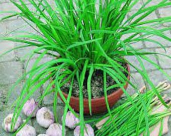 AIL Ciboulette fines herbes Plantes à croissance rapide Herbe rustique d'intérieur et d'extérieur Faites pousser vos propres fines herbes de cuisine pour une récolte éternelle