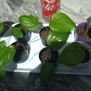 May include: Close-up of six small potted plants with green leaves. The plants are at various stages of growth and are arranged in a row on a white marble surface.