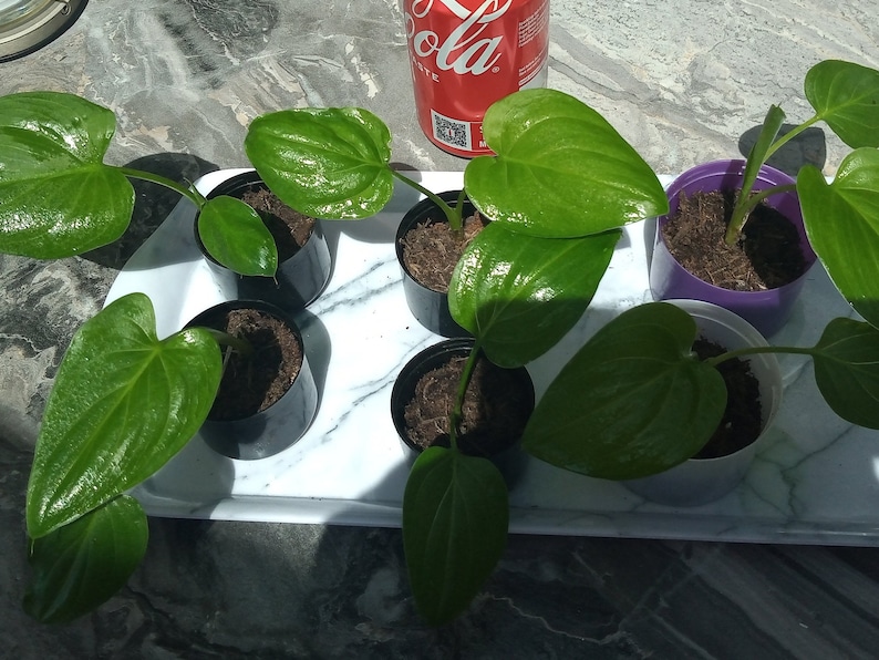 May include: Close-up of six small potted plants with green leaves. The plants are at various stages of growth and are arranged in a row on a white marble surface.