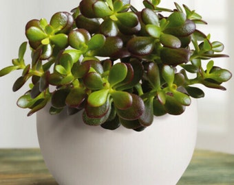 Jade, porte-bonheur, porte-bonheur, succulente tige bien enracinée, bouture Feng shui, plante porte-bonheur pour véranda, plante d'intérieur rustique.