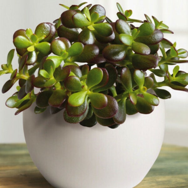 Jade Plant Lucky Money tree Succulent Well rooted STEM cutting Feng shui Good Luck indoor plant for conservatory Hardy Indoor Houseplant.