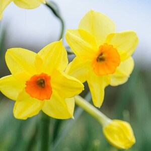 Bulbes De Jonquilles Parfumées - Lot De 25, Mélange 6-7 Variétés, Résistants Au Froid, Pour Jardin Ou Pots, Plantation Automne