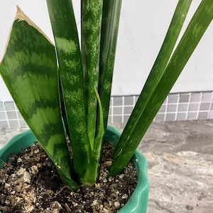 SANSEVIERIA Snake Plant Hardy Indoor houseplant 1 x UNROOTED Cutting to grow your own plant. Tropical plant Propagation snip