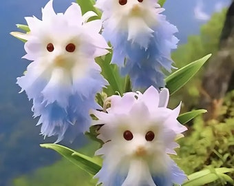 Cats Eyes Dazzle plant seeds x 10 Grow your own unusual tropical plant for garden or indoor pot SHOWSTOPPER -Plant lovers Fast Germination