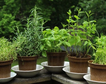 5x gemischte Kräutersammlungspflanzen Junge, gesunde Starterpflanzen Küchenkräuter für die kulinarische Küche auf der Fensterbank Züchten Sie Ihre eigenen frischen Küchenkräuter