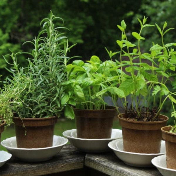 5x Mixed Herb Collection Plants Young healthy starter plants Kitchen Herbs for Windowsill Culinary Cooking Grow your own fresh chefs herbs