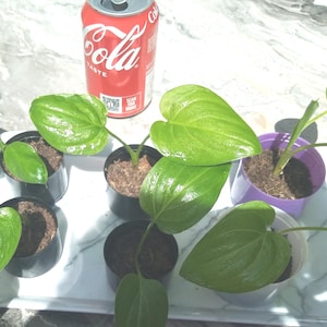 May include: Several small potted plants with vibrant green, heart-shaped leaves are arranged on a white surface. A red Coca-Cola can is visible in the background. The plants are in black and purple pots.