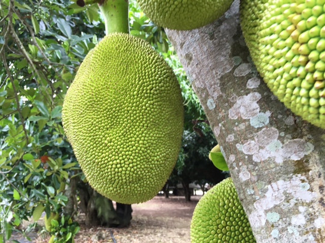 Jackfruit Cheena Live Grafted 3gal Live Plant Etsy