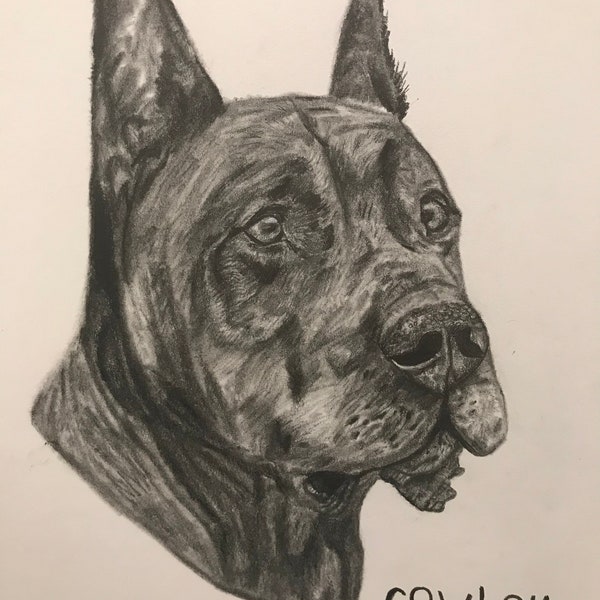 Custom graphite pet portrait