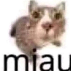 May include: A blurry image of a cat with the word "miau" written below it.