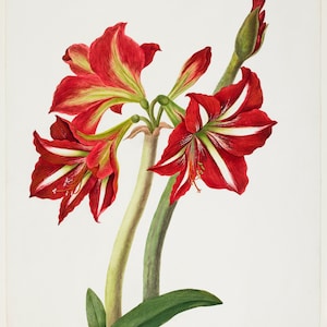 Tarjeta navideña Amaryllis / Texto interior: "Felices fiestas"