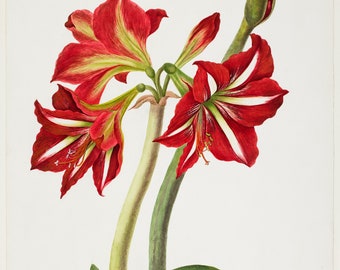 Amaryllis Holiday Card | Interior text, "Season's Greetings"