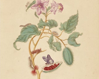 Maria Sibylla Merian Rocu Tree Note Card | Botanical Art