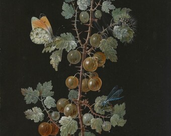 Gooseberries & Dragonfly Note Card: Barbara Regina Dietzsch Art