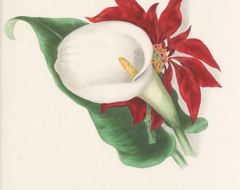 Lily and Poinsettia holiday cards, boxed set of 10 | Art by Clarissa Munger Badger