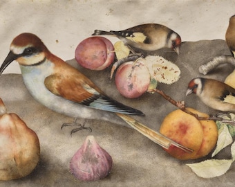 Giovanna Garzoni Birds and Fruit Art Note Card