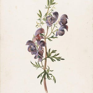 Tarjeta de notas de Alida Withoos Monkshood / Arte de Nasjonalmuseet, Oslo