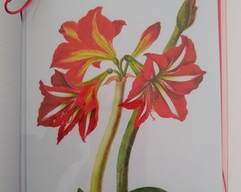 Amaryllis Holiday Cards, Botanical Art, Boxed Set of 10
