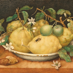 Giovanna Garzoni Still Life with Citrons Note Card | Art Courtesy of the Getty’s Open Content Program
