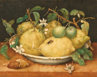 Giovanna Garzoni Citrons Still Life Note Card