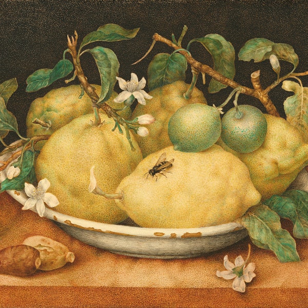 Giovanna Garzoni Still Life with Citrons Note Card | Art Courtesy of the Getty’s Open Content Program