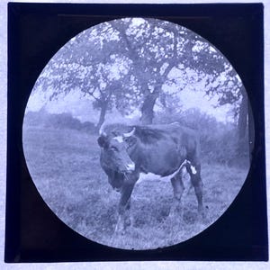 Antique Glass Black and White Magic Lantern Slide, by Early 20th century Slide, Edwardian Cow in a Field