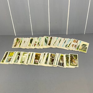 Coleção de mais de 200 cartões de cigarro vintage, pássaros selvagens na Grã-Bretanha e árvores da Grã-Bretanha